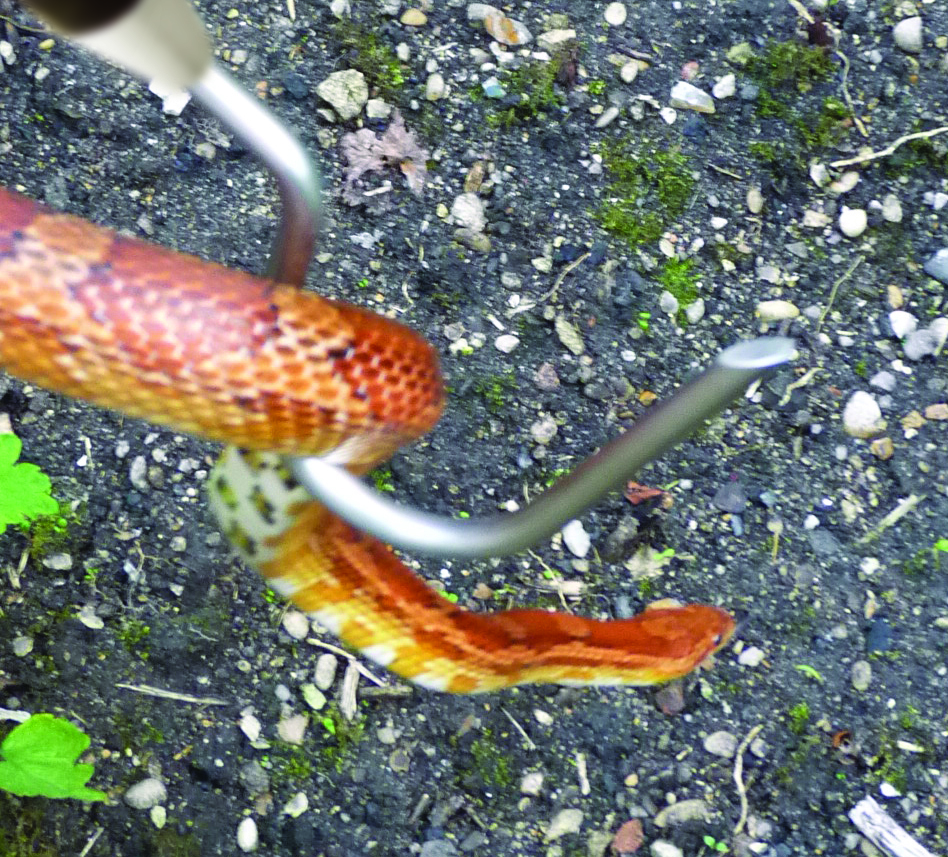 Reptiles and snakes