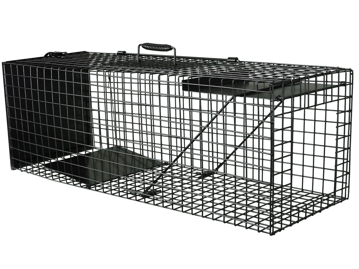 Feral cats