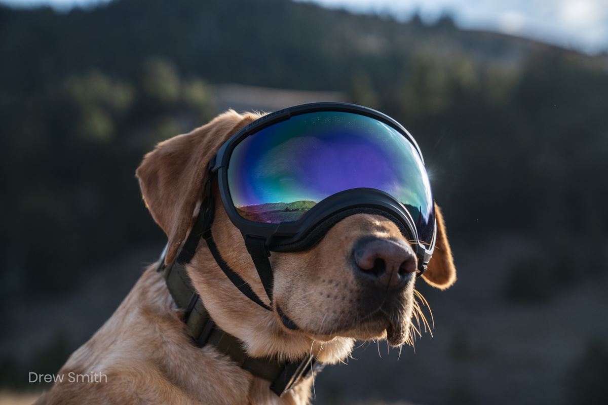 Gafas para perros