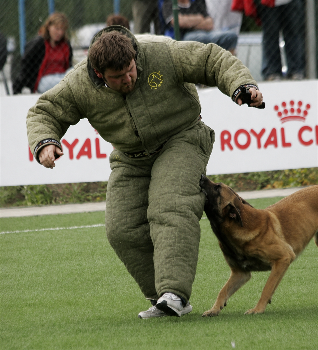 French Ring Suit - Training Model