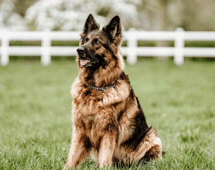 K9 Training
