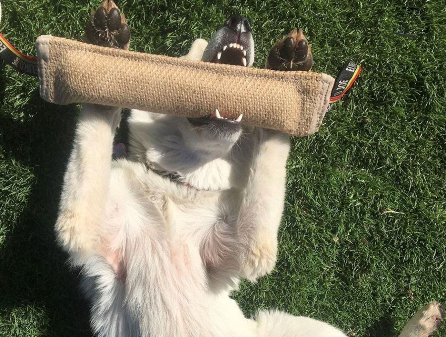 Dog training accessories