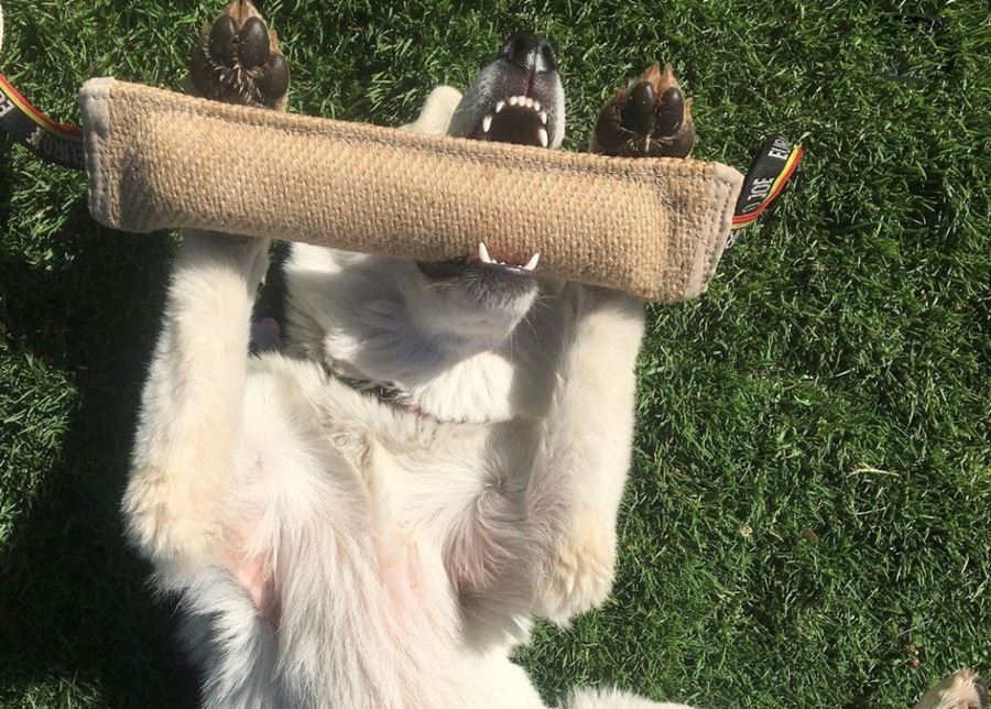Dog sports webshop