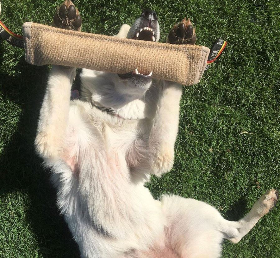 Articles pour sports canins