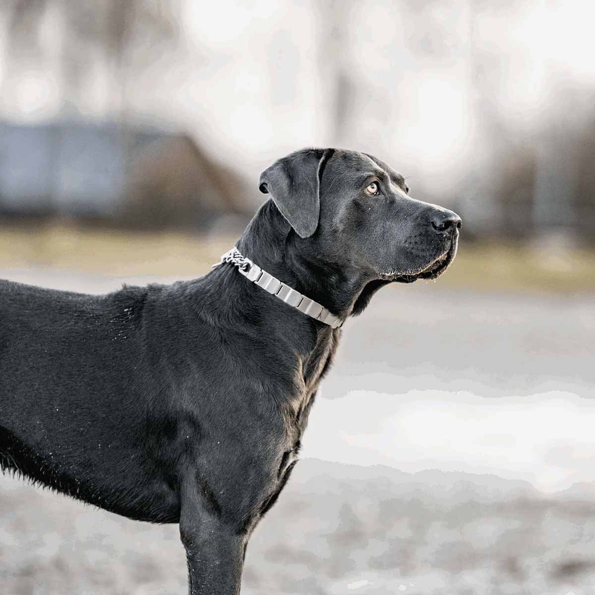NeckTech Sport