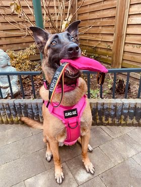 Nylon harness ‘Tactical’ Pink Nylon harness ‘Tactical’ Pink