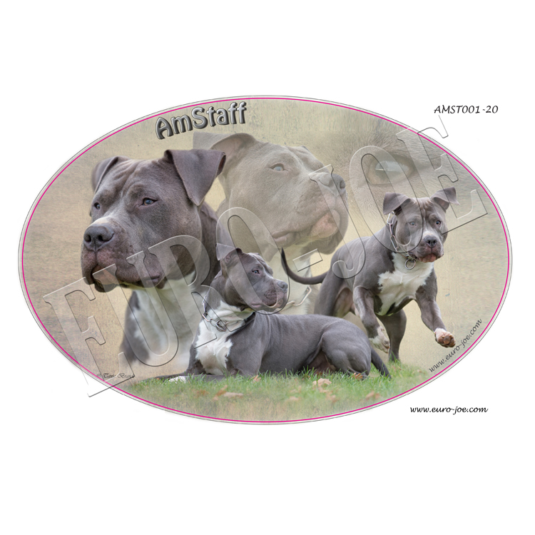 Transfer "American Stafford"