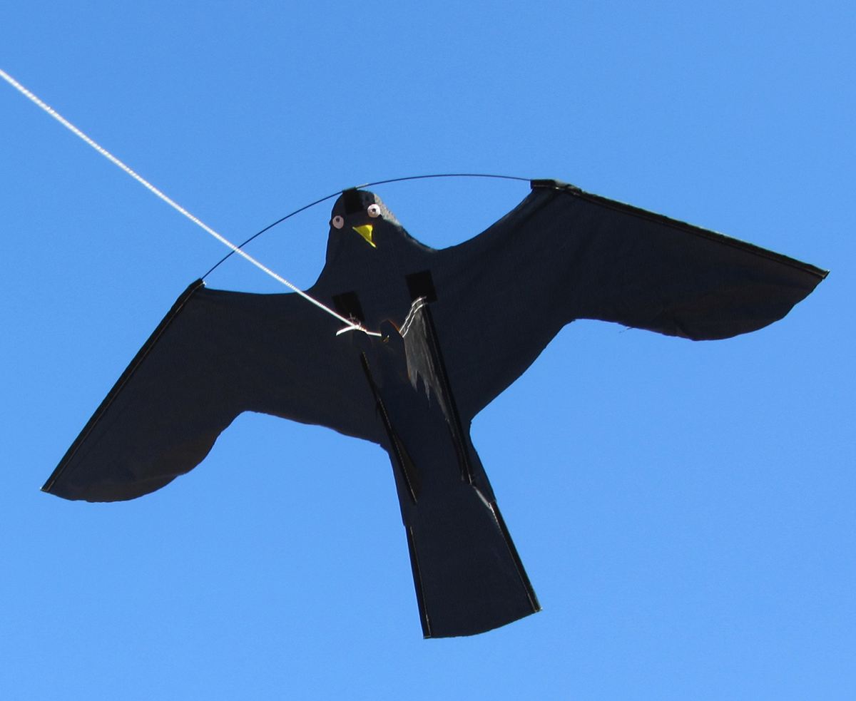 Birdshield Spare Shield