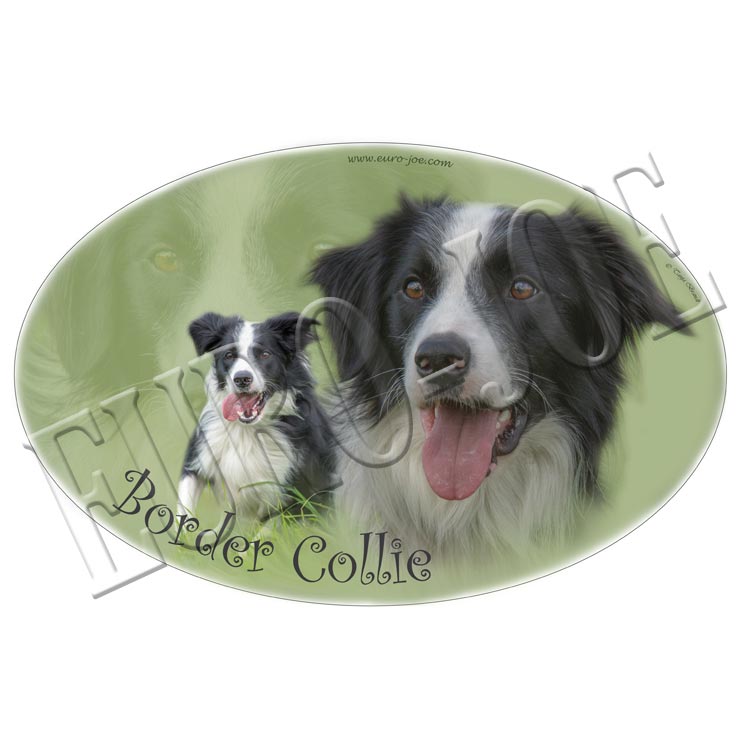 Transfer "Border collie"