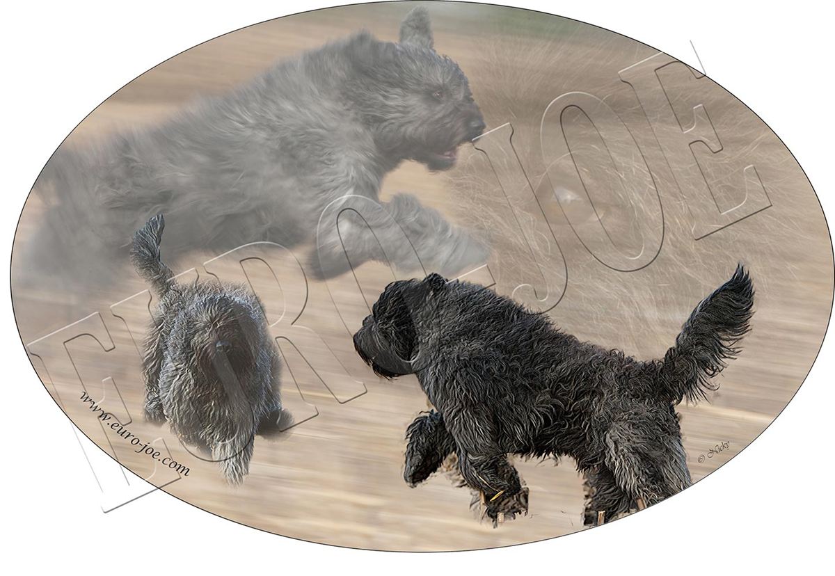 Transfer "Bouvier" 001