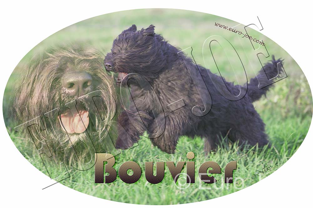 Transfer "Bouvier" 002
