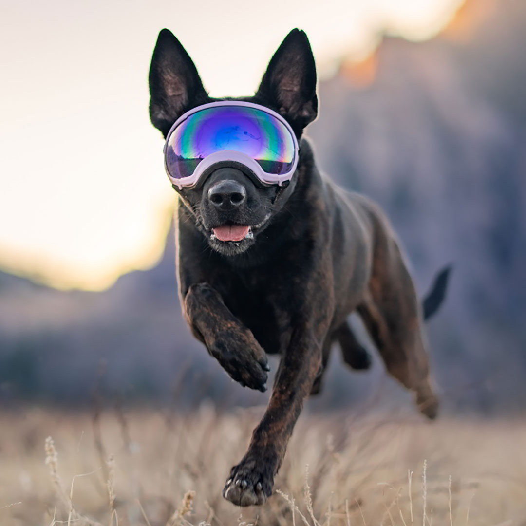Dog Goggles Rex Specs V2