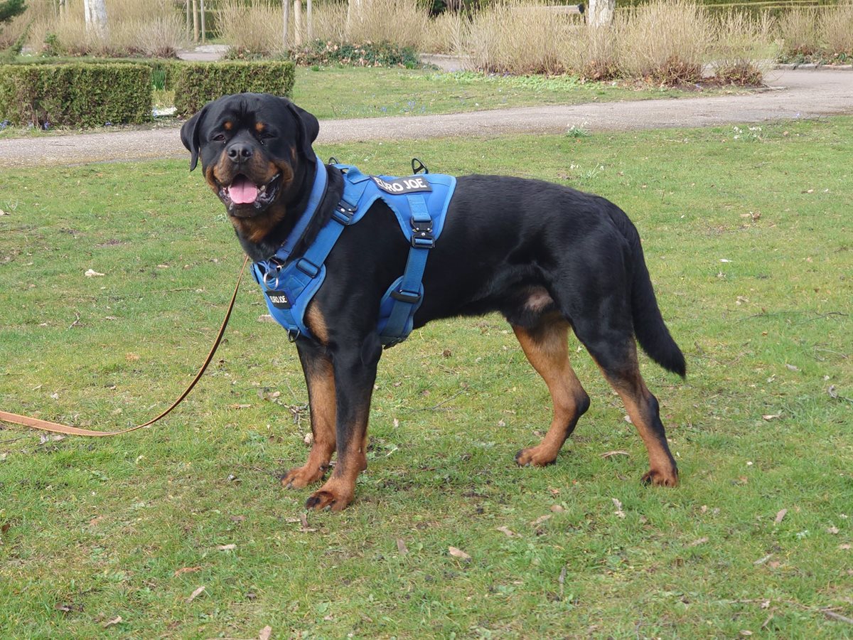 Nylon harness ‘Tactical’ Blue Nylon harness ‘Tactical’ Blue
