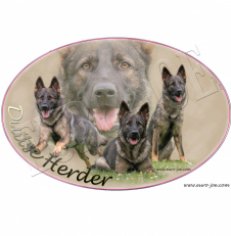 Transfer "German Shepherd" 003