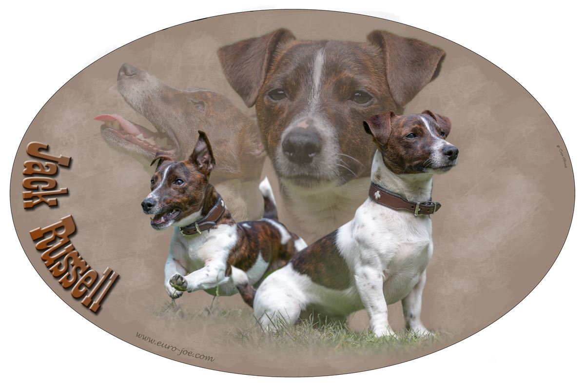 Adesivi di Jack Russel