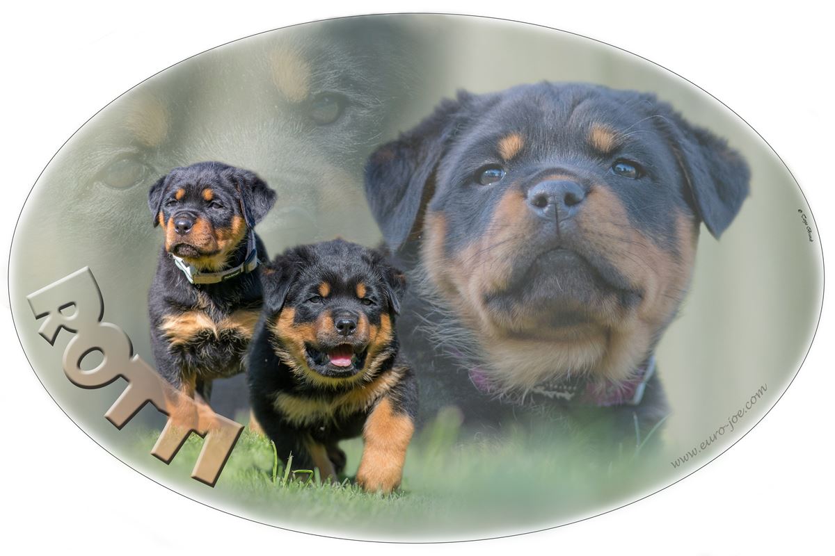 Adesivo per cane Rottweiler
