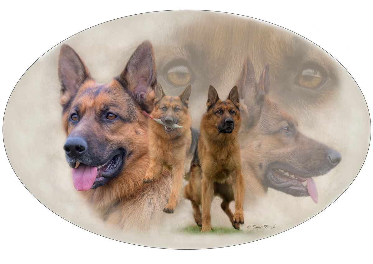 Adesivo di cane pastore tedesco