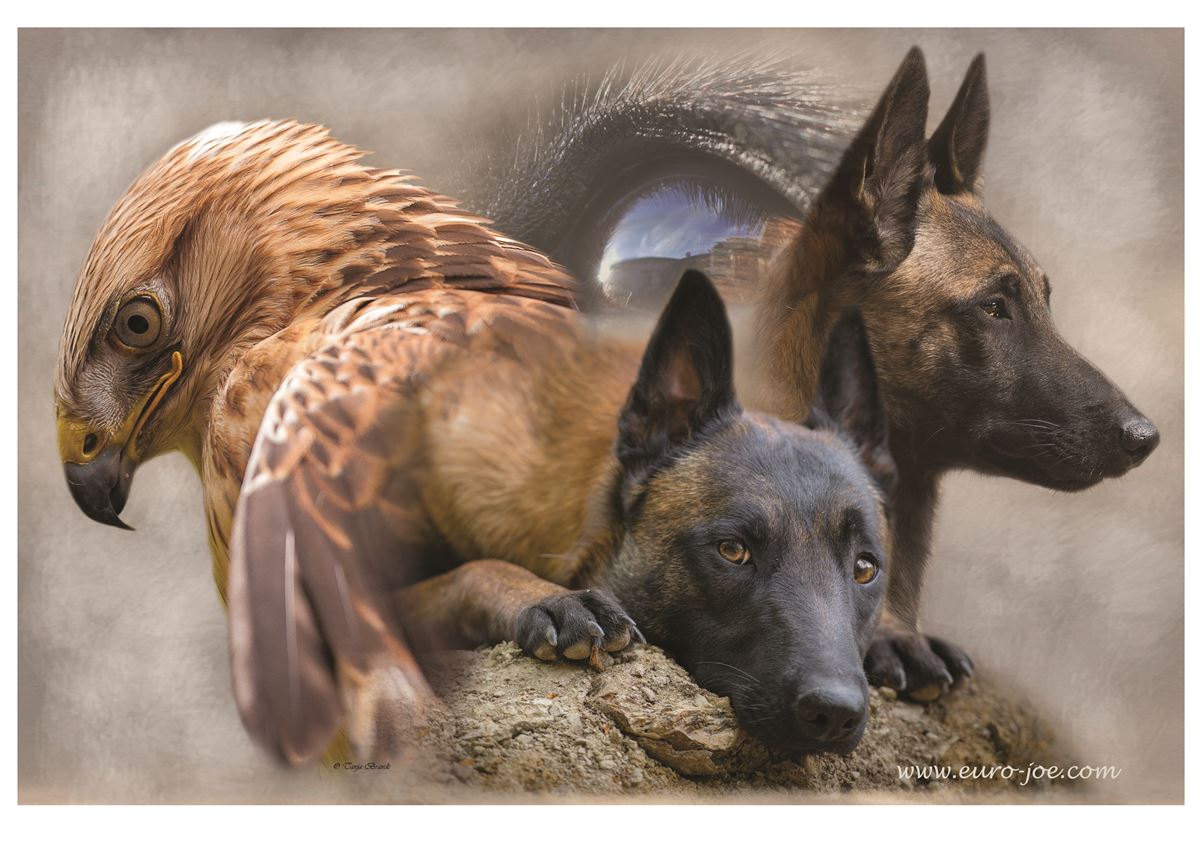 Adesivi Malinois Pastore Tedesco