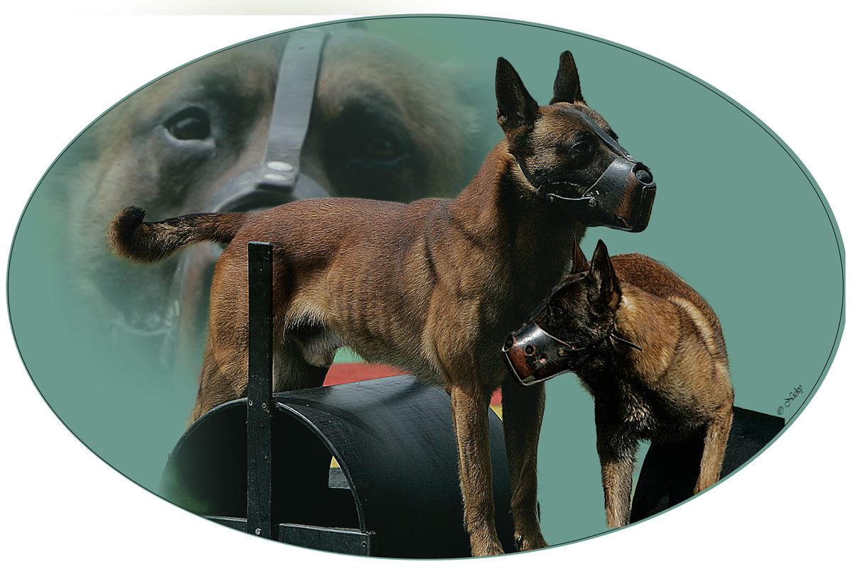 Malinois adesivo