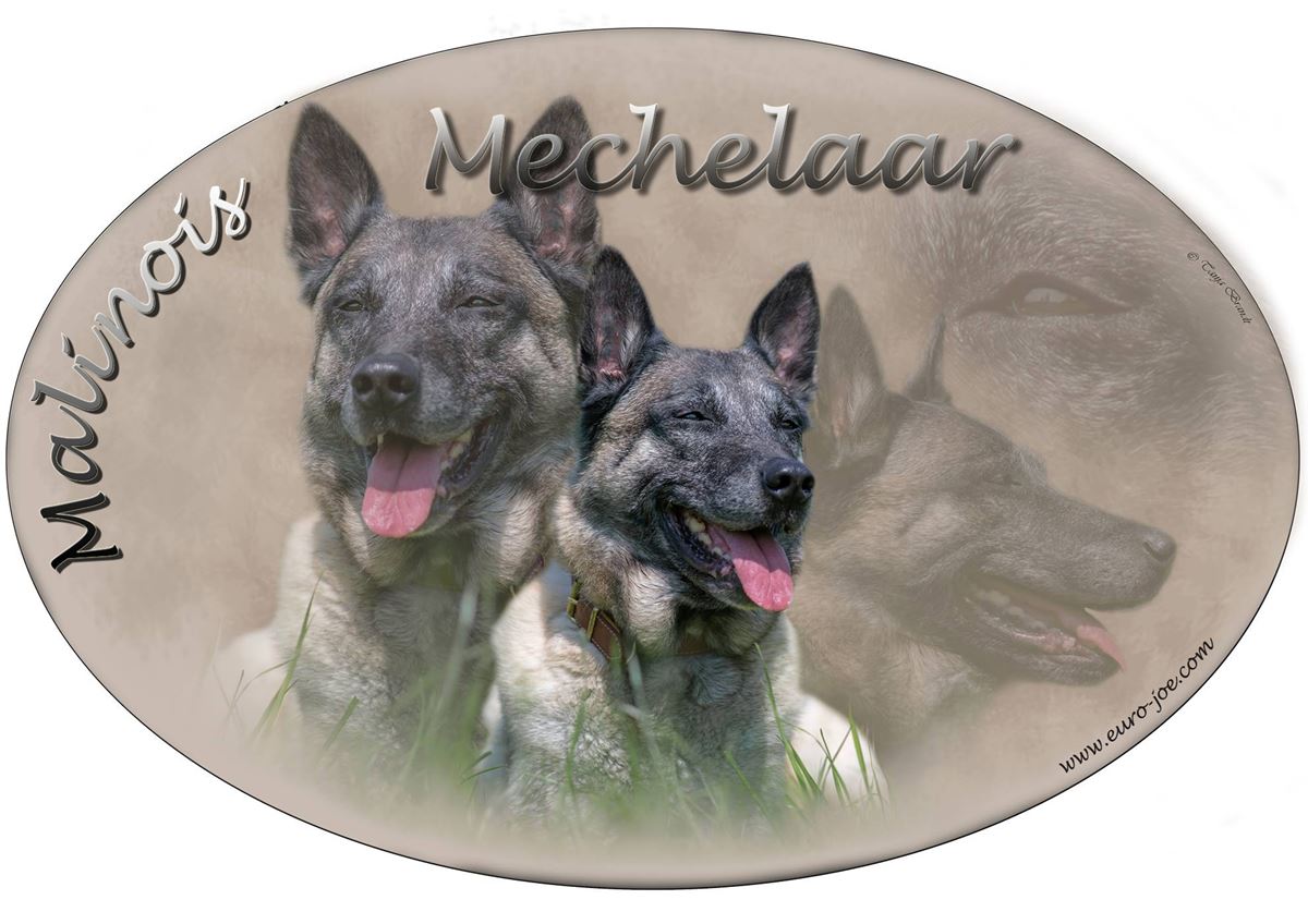 Adesivo di Malinois