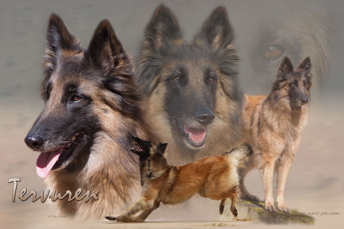 Tervuren etichetta