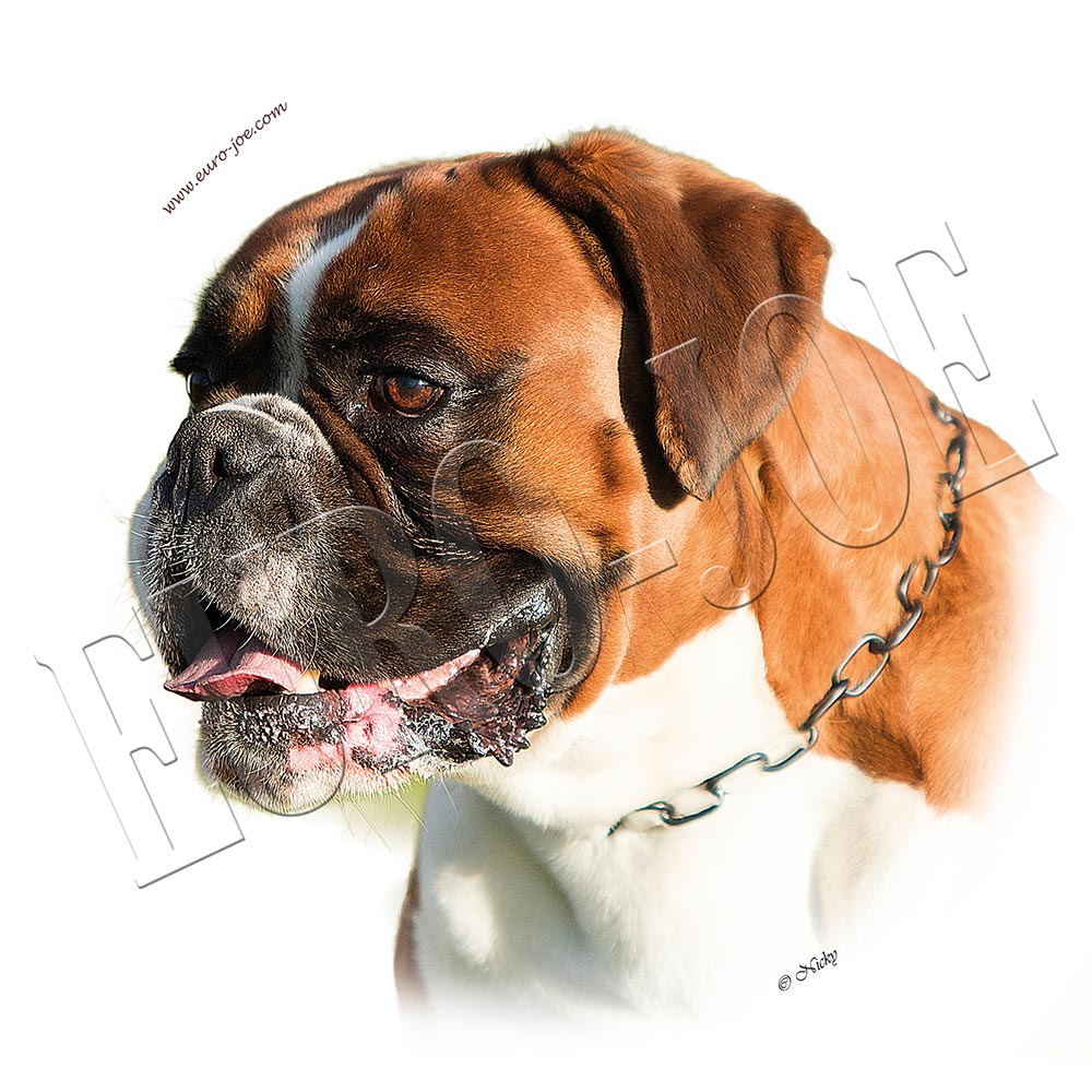 Transfer "Boxer" 004