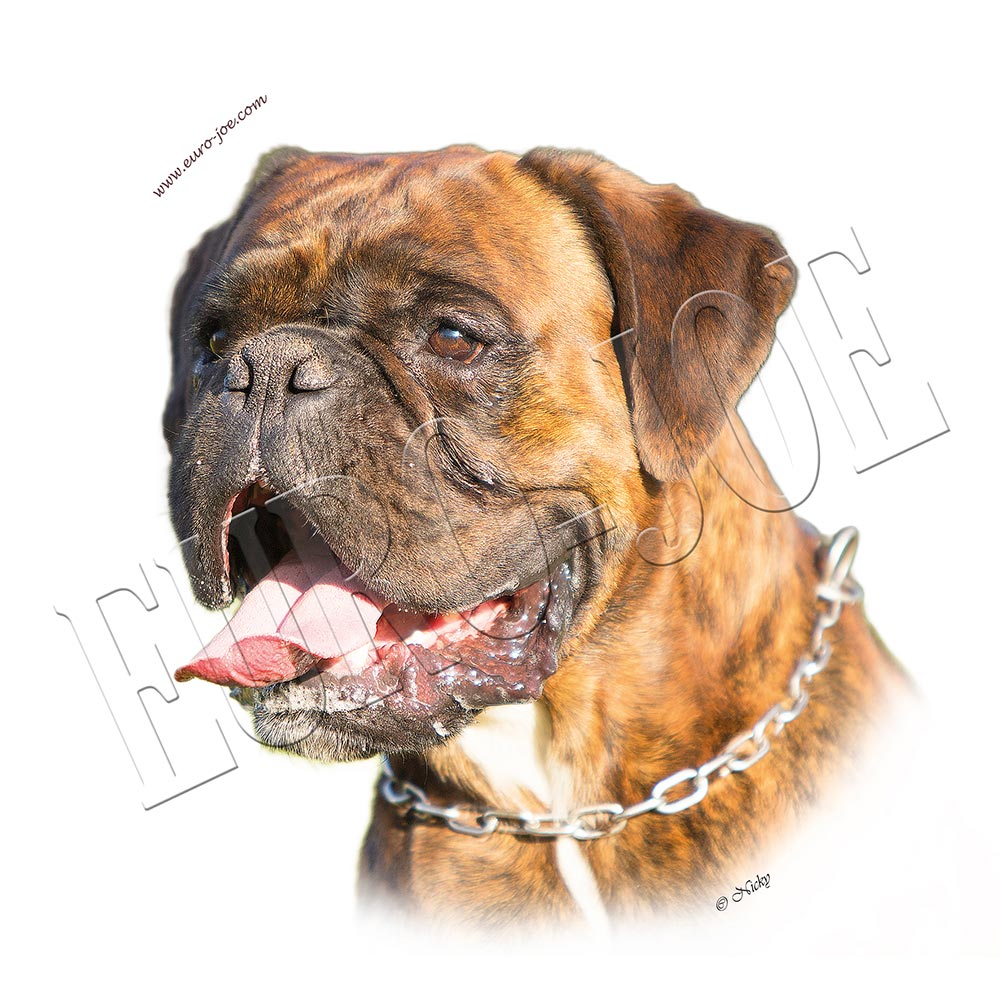 Transfer "Boxer" 005