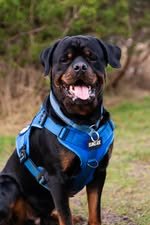 Nylon harness ‘Tactical’ Blue Nylon harness ‘Tactical’ Blue