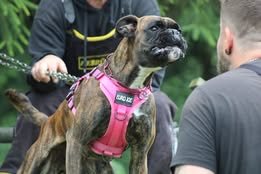 Nylon harness ‘Tactical’ Pink Nylon harness ‘Tactical’ Pink