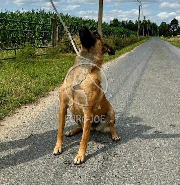 Grey Leather Ring Leash Grey Leather Ring Leash