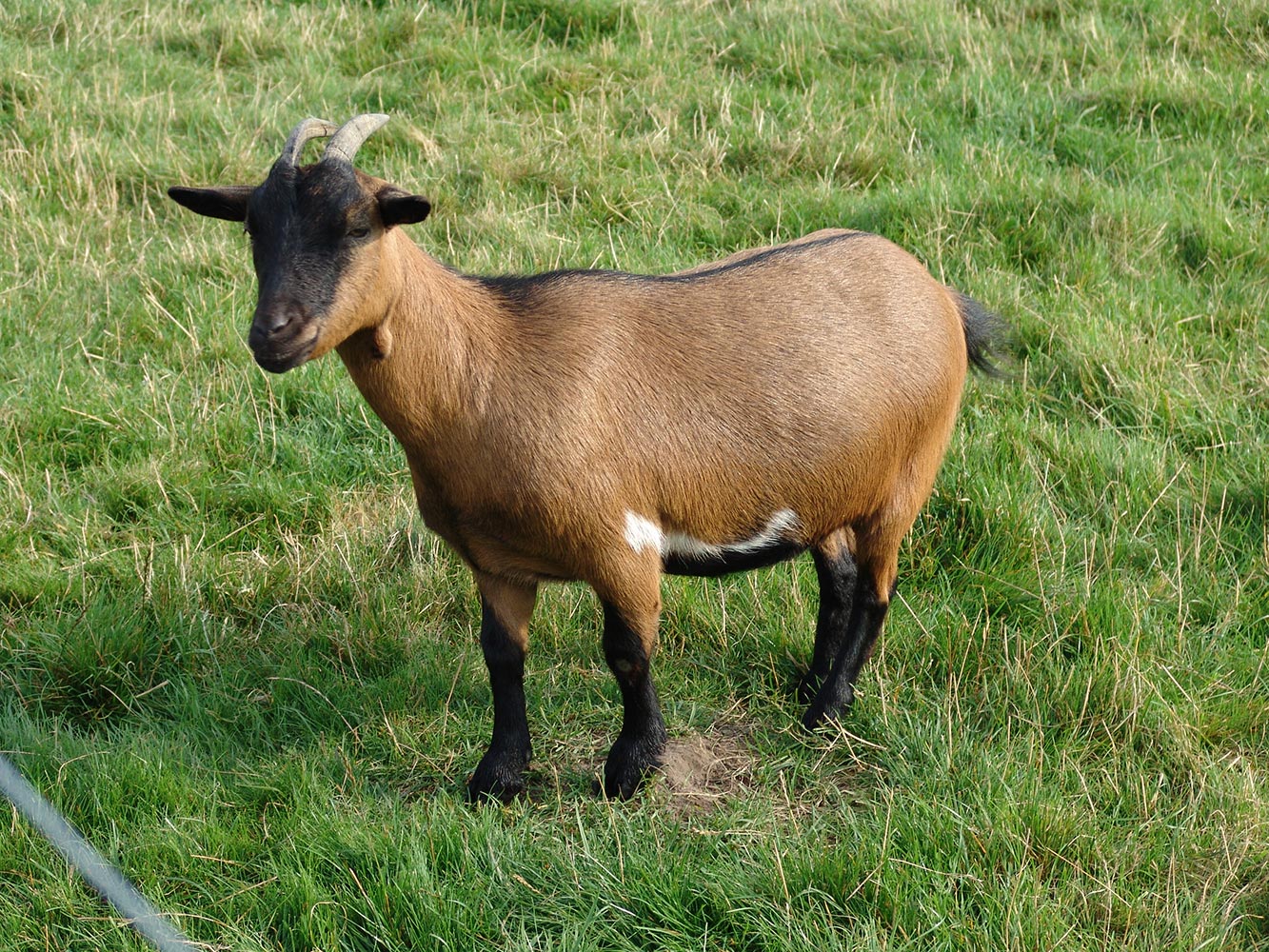 Verzorging van schapen en geiten - geit - schaap