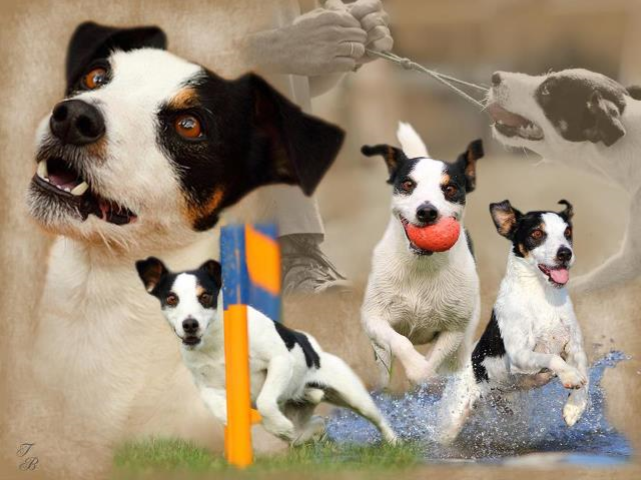 Trainingsmateriaal voor honden