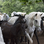 Supplement voor correct paardengedrag bij angst en stress - Gedragsproblemen bij paarden