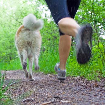 Additional supplements for muscle gain and endurance in dogs