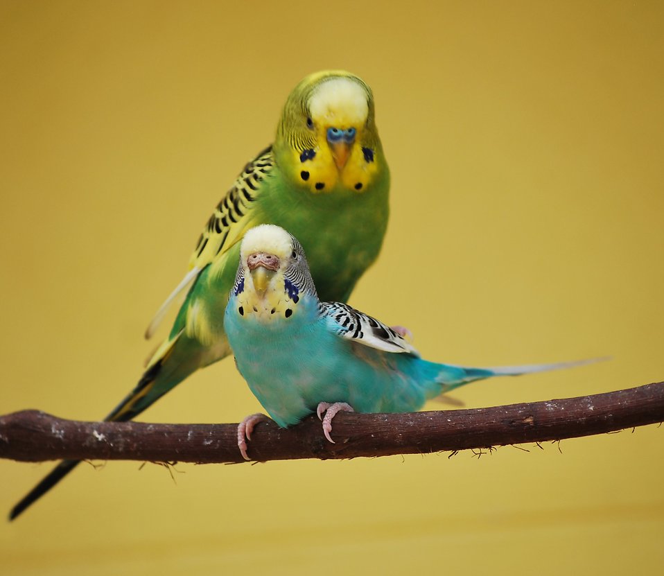 Allerlei producten voor vogels van kanarie of parkiet tot papegaaien