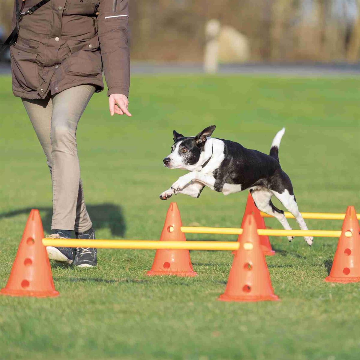 training honden - Springtoestellen en andere
